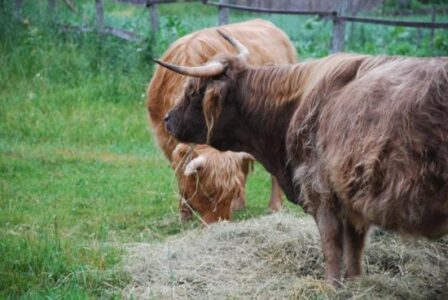 Running With the Bulls (or in my case, Heifers) Image